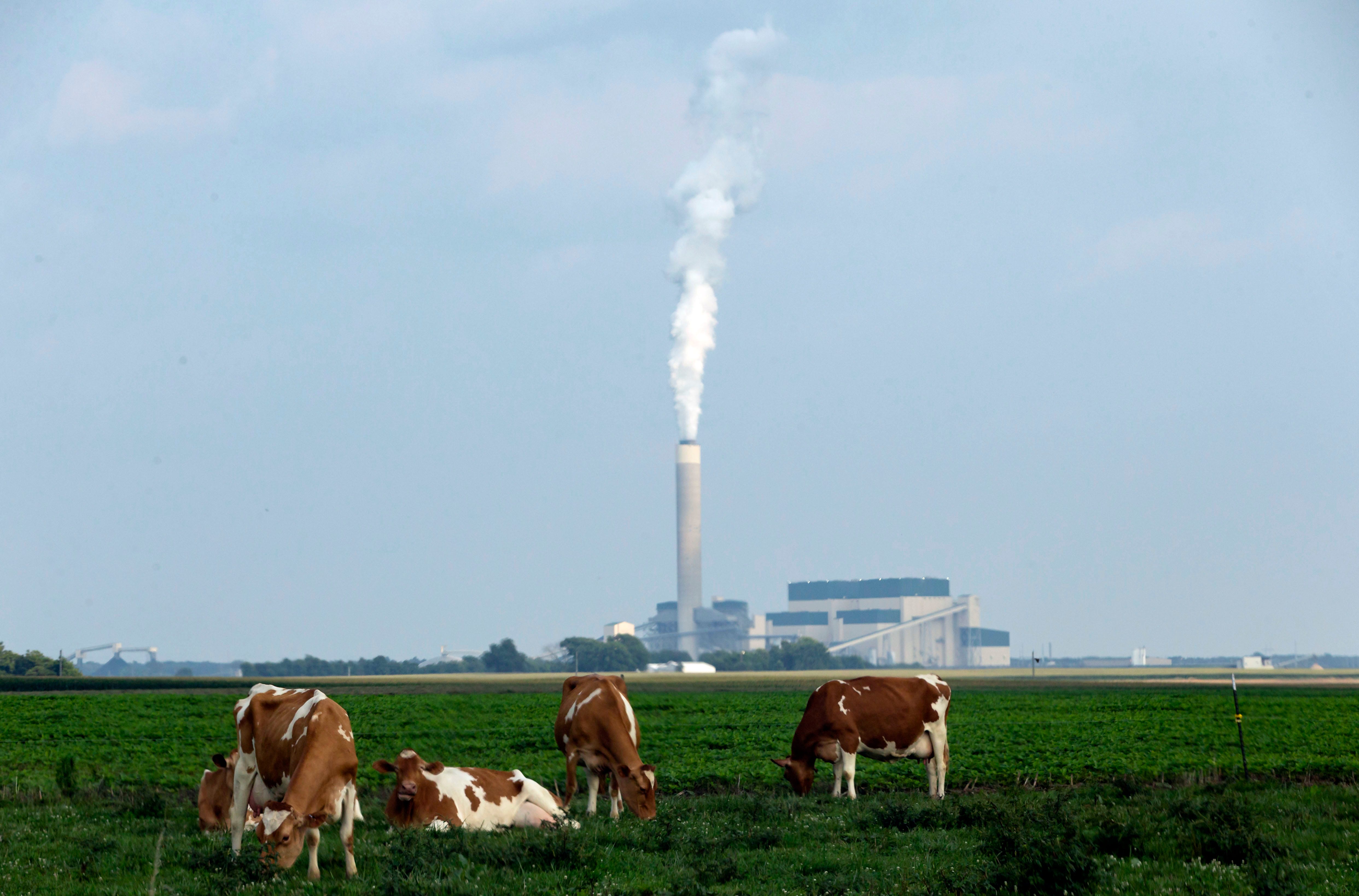 Cattle graze on a farm near the Prairie State Energy Campus in Marissa, Ill., Wednesday, July 21, 2021. The coal fired power plant uses coal mined directly adjacent to the plant and provides electricity to 36 municipalities and 20 rural electric cooperatives across Illinois, and provides power to 2.5 million homes. [Justin L. Fowler/The State Journal-Register] 