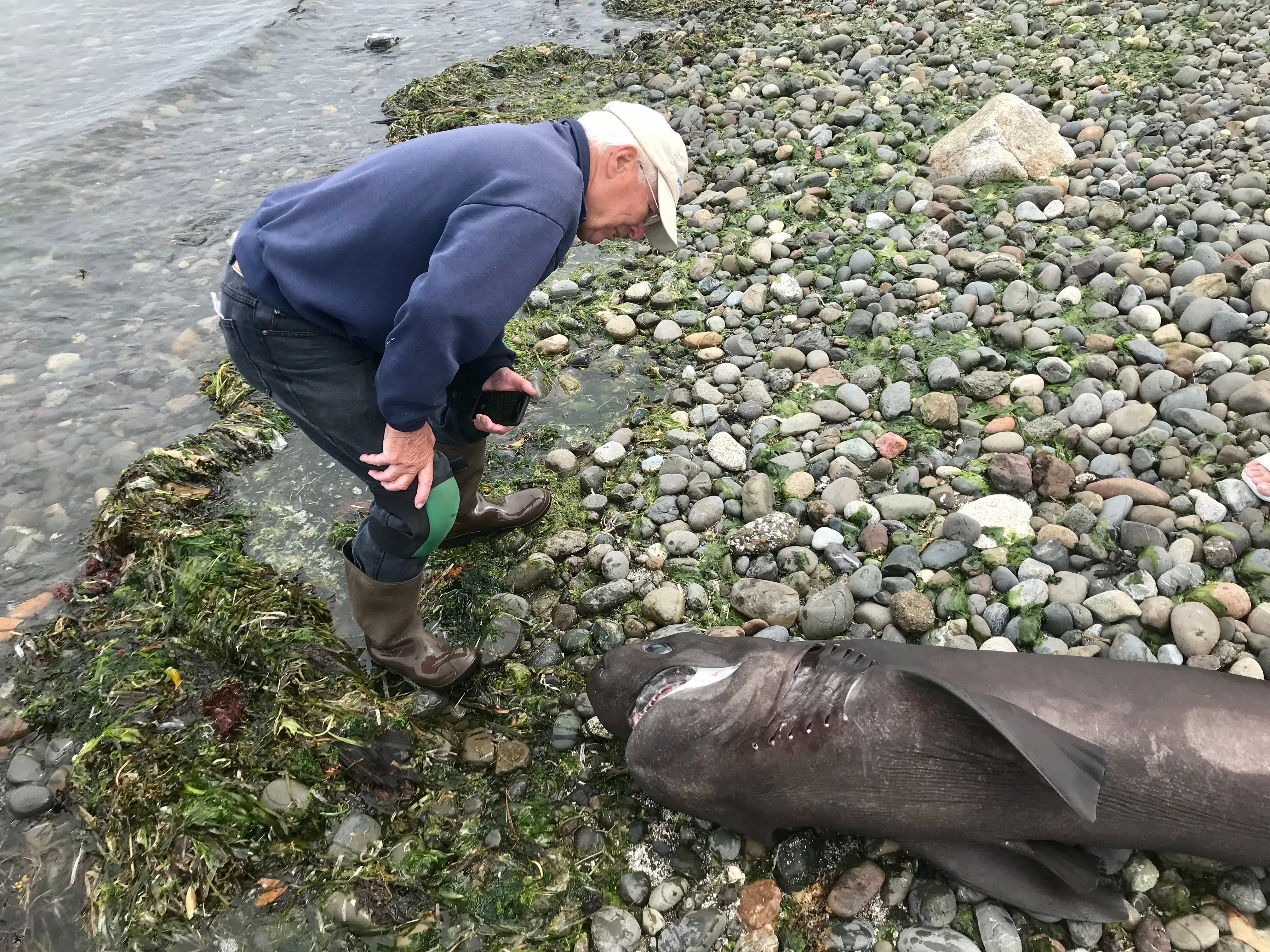 Shark washes up on Bainbridge Island beach from Puget Sound