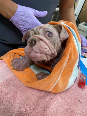 An 8-month-old male English bulldog, found on July 21, 2021, in a Coachella home being searched in connection with an armed robbery, has died, Riverside County Animal Services reports. Owners of the dog could face animal cruelty charges, an animal services spokesman says.