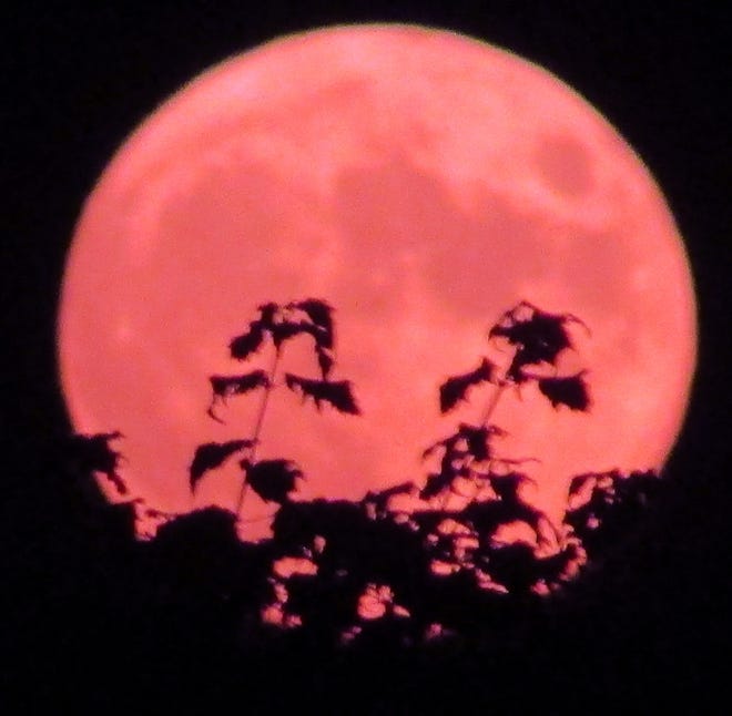 On This Weekend S Pinkish Full Buck Moon On This Weekend S Pinkish Full Buck Moon