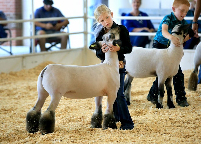 Laytynn Boggs, Buhler 4-H Club, shows a ewe lamb during the sheep show Saturday afternoon at the Reno County Fair.