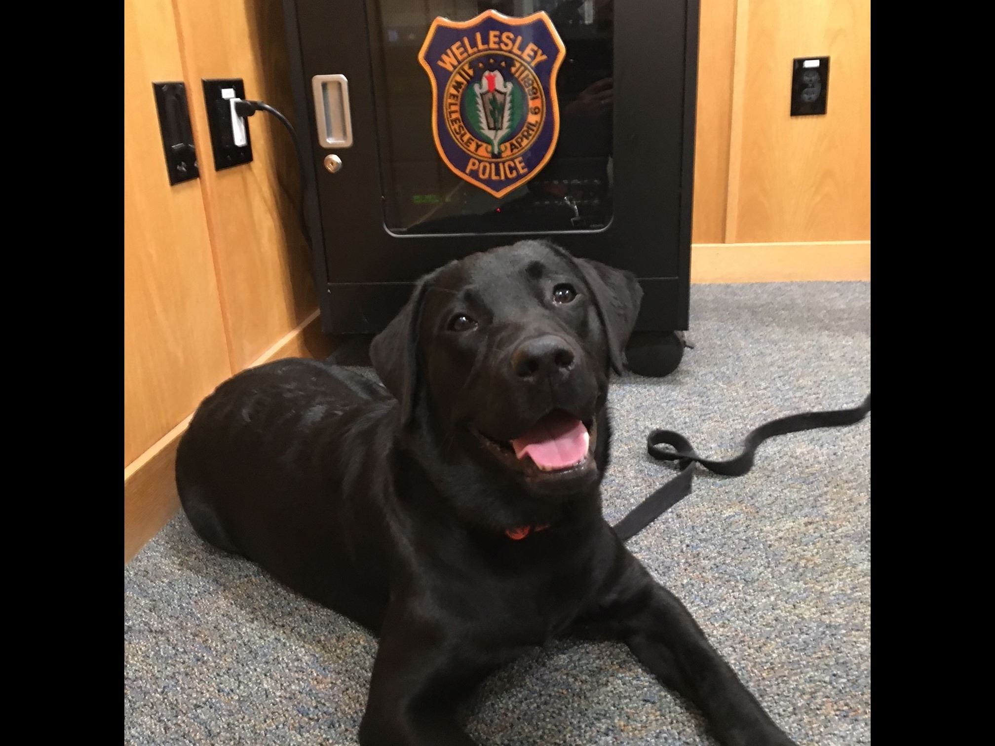 Puppy stolen from front yard in Wellesley; two Framingham residents charged