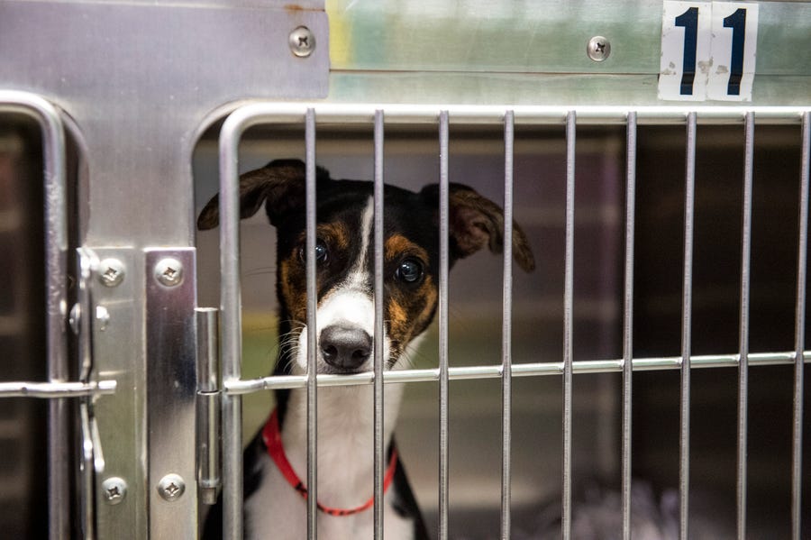 Dogs wait to be adopted at the Montgomery Humane Society in Montgomery, Ala., on Friday, July 23, 2021.