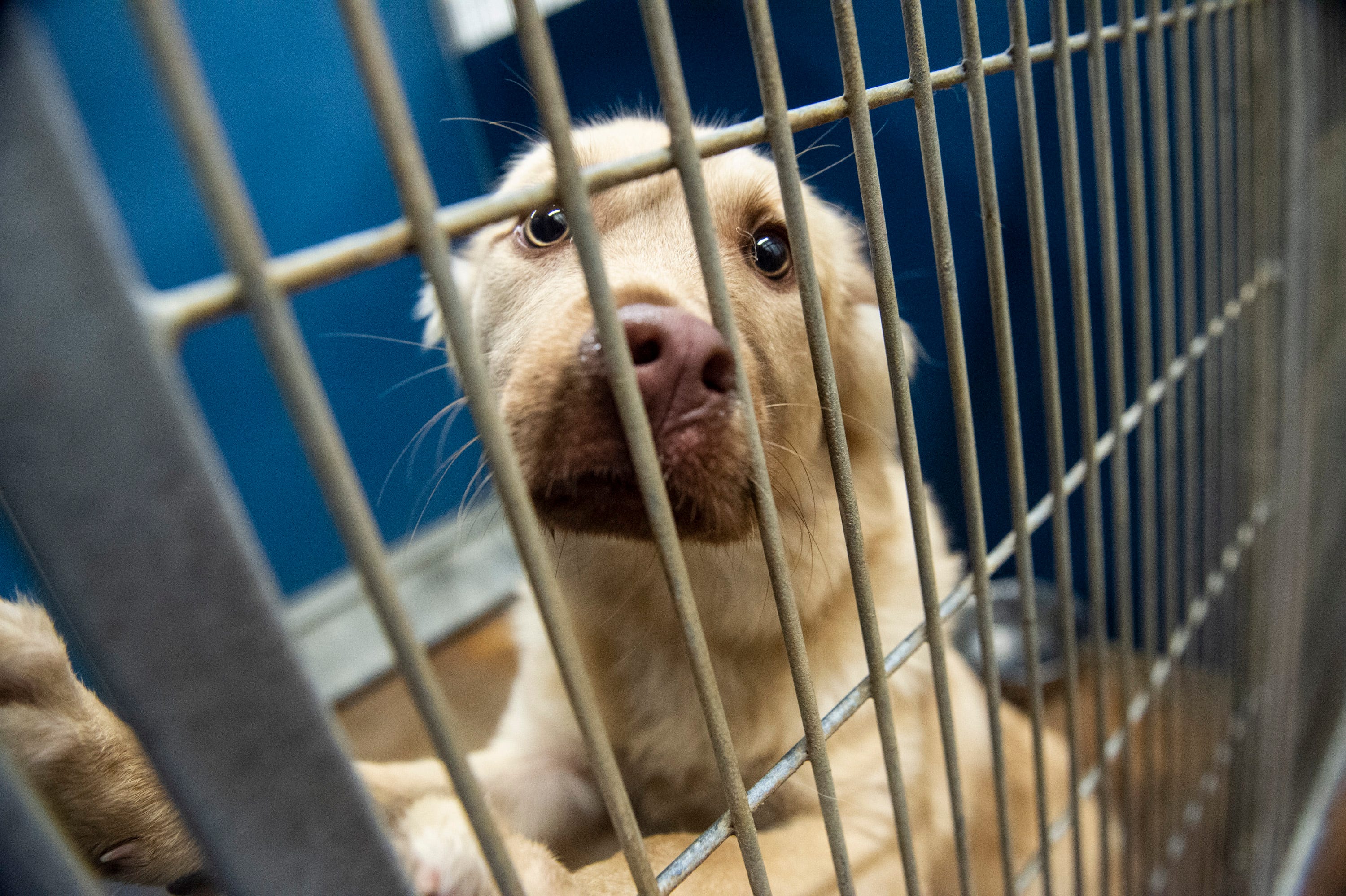 Does Humane Society Kill Dogs does-humane-society-kill-dogs