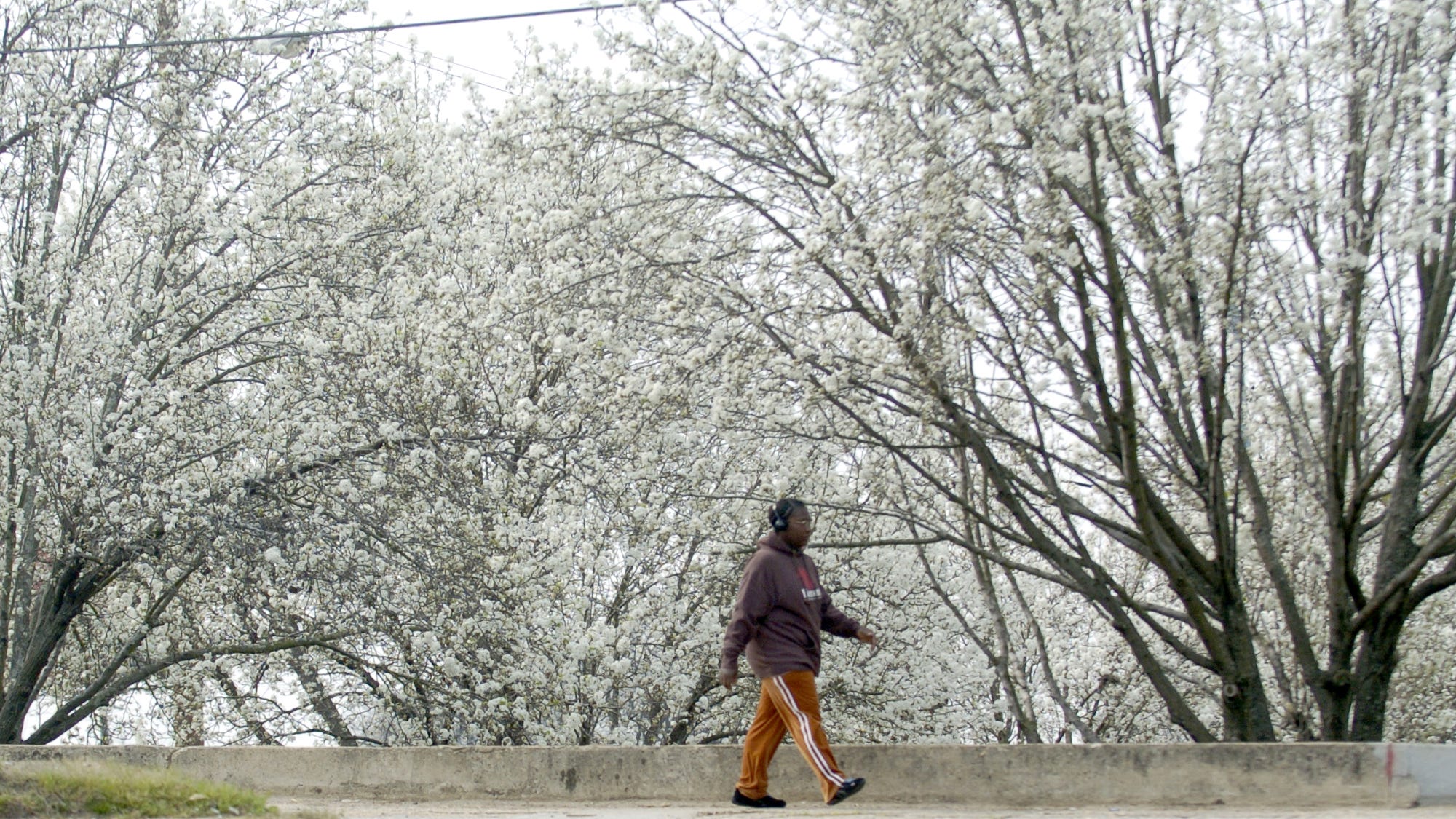 It's being banned, killed with fire and there's a bounty. How to stop the Bradford Pear