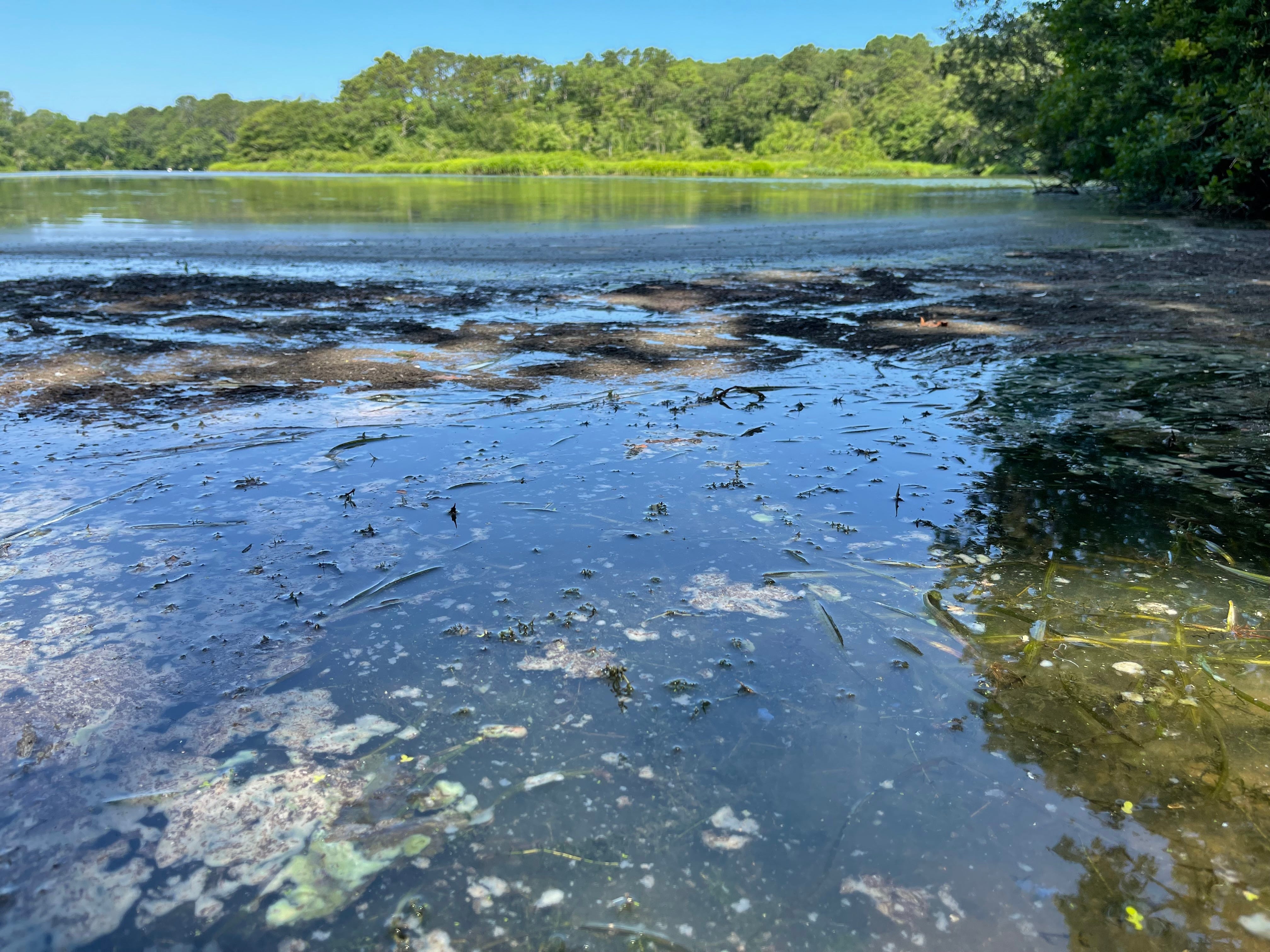 West Reservoir in Harwich is suffering from one of the worst cyanobacteria blooms on Cape Cod this year.