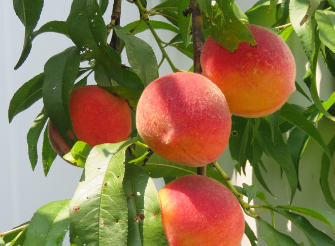 These peaches in a southside Bloomington yard look ready to enjoy in your favorite recipes or straight off the tree.