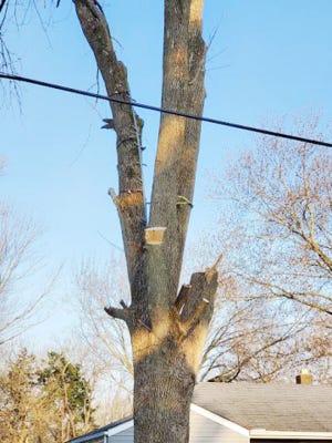 Tree care should often be left to the professionals who are trained to deal with dangerous scenarios such as nearby power lines.