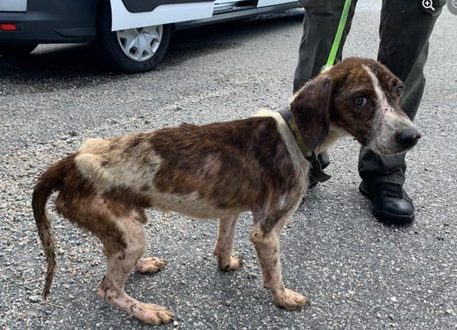 Multiple dogs were found malnourished, injured, and dead at Supply home.