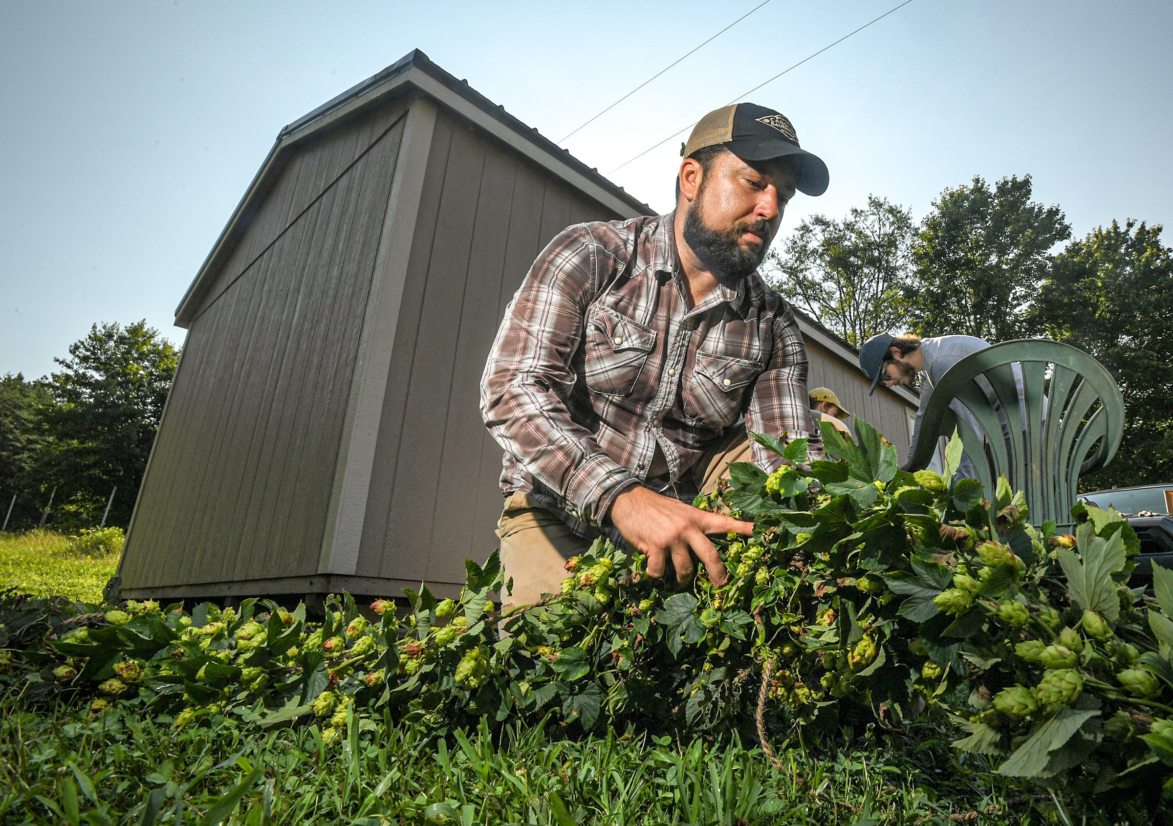 David Thornton, co-owner of Carolina Bauernhaus Brewery & Winery, with locations in Anderson and Greenville, S.C. harvests hops at the Oconee Hop Farm in Salem, S.C. Tuesday, July 27, 2021. 