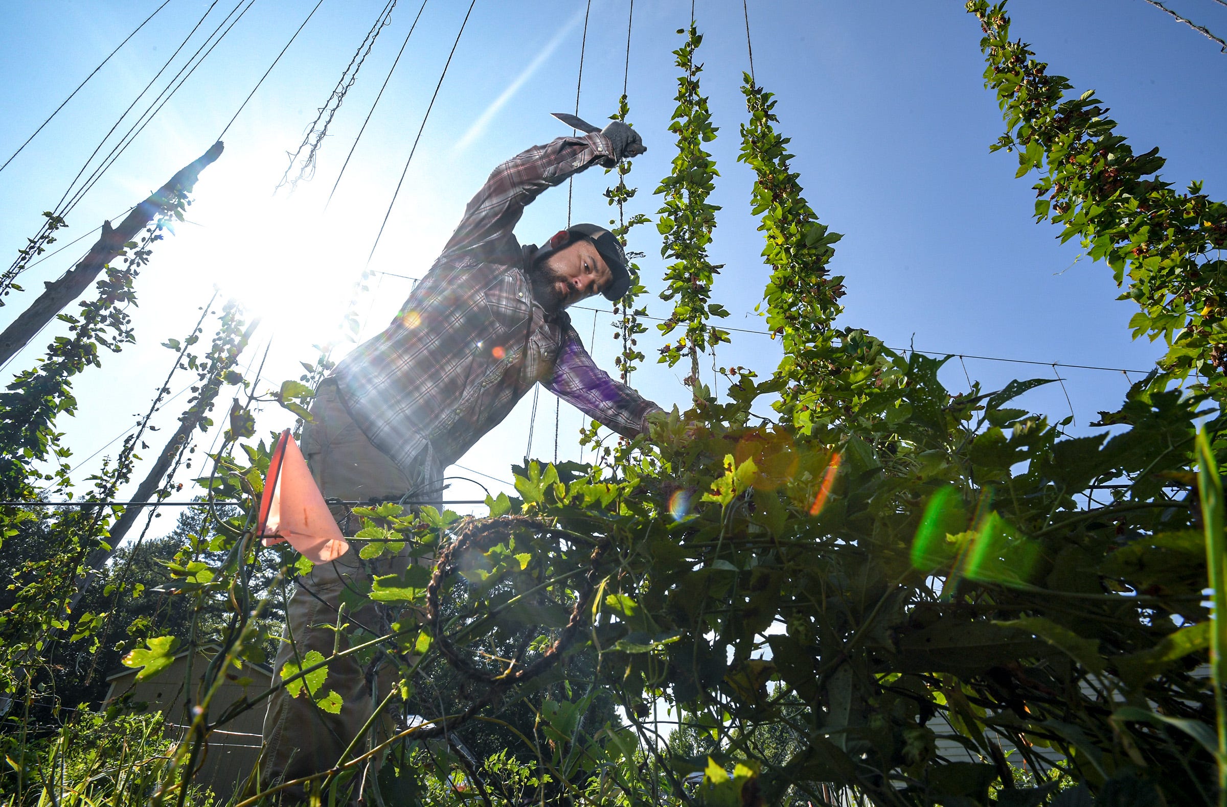 David Thornton, co-owner of Carolina Bauernhaus Brewery & Winery, with locations in Anderson and Greenville, S.C. harvests hops at the Oconee Hop Farm in Salem, S.C. Tuesday, July 27, 2021. 