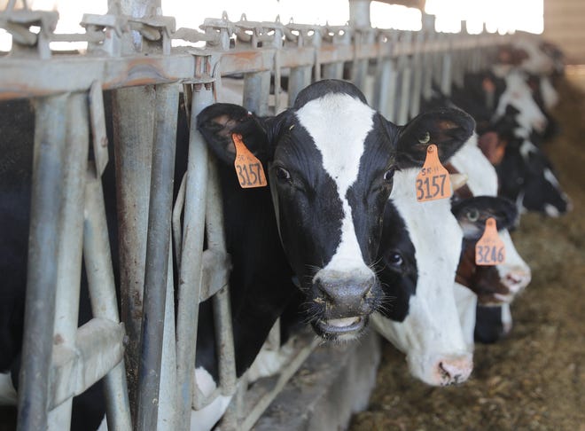 Dairy cows eat feed in the cattle barn at a dairy farm owned by Bob Roden just south of Newberg in the Town of Trenton on Tuesday, July 7, 2020.