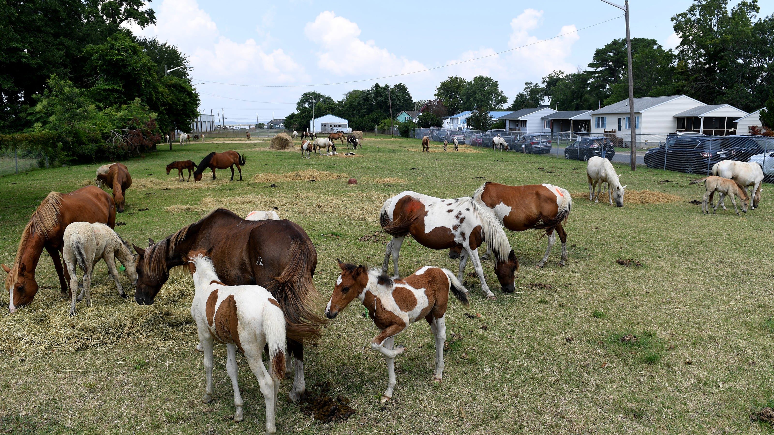 Chincoteague ponies Online auction proceeds reach alltime high