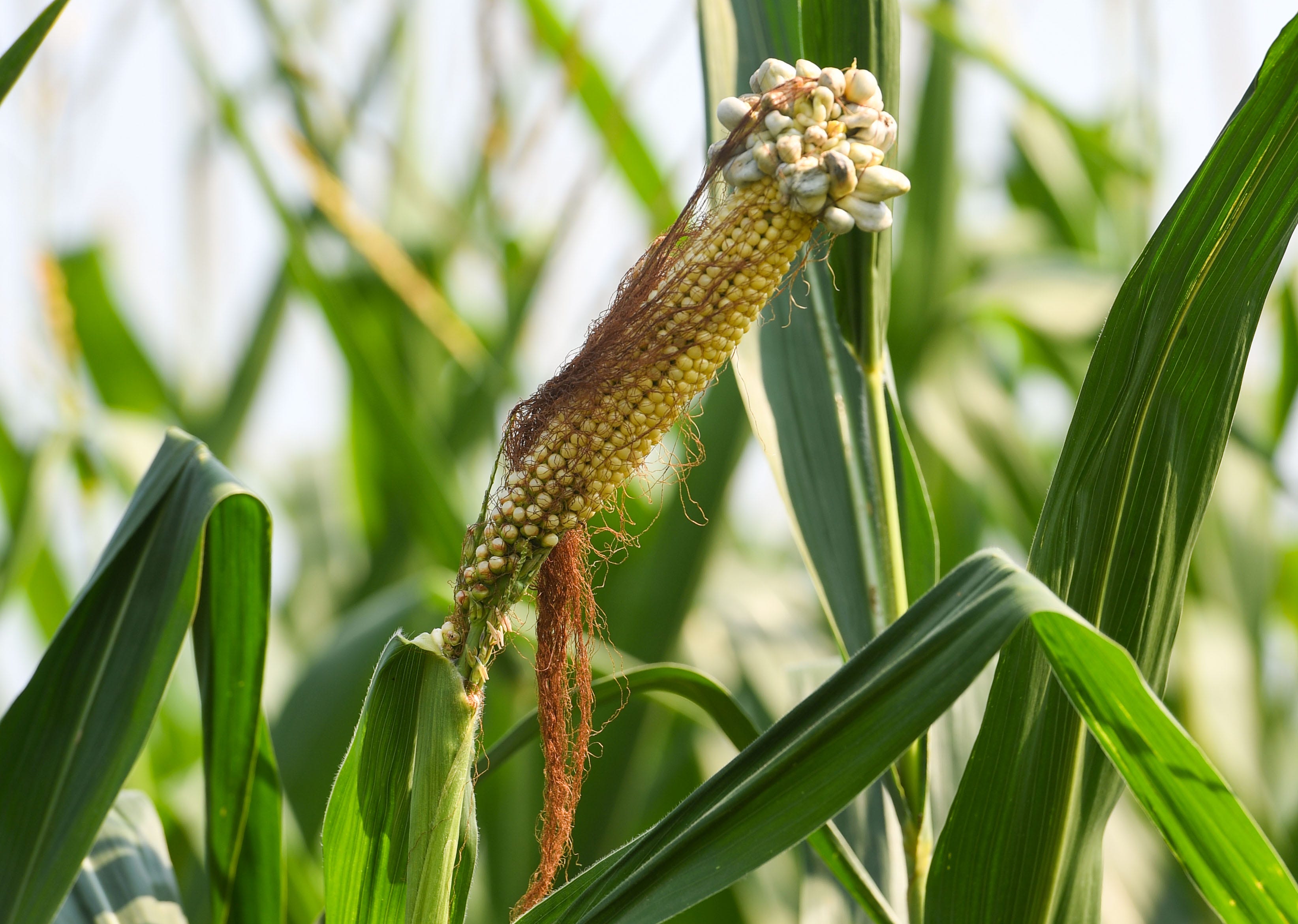 An ear of corn in a field