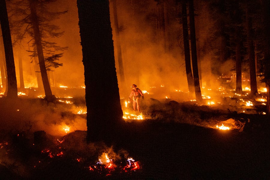 A firefighter uses a drip torch to ignite vegetation while trying to stop the Dixie Fire from spreading in Lassen National Forest, Calif., on Monday, July 26, 2021. 