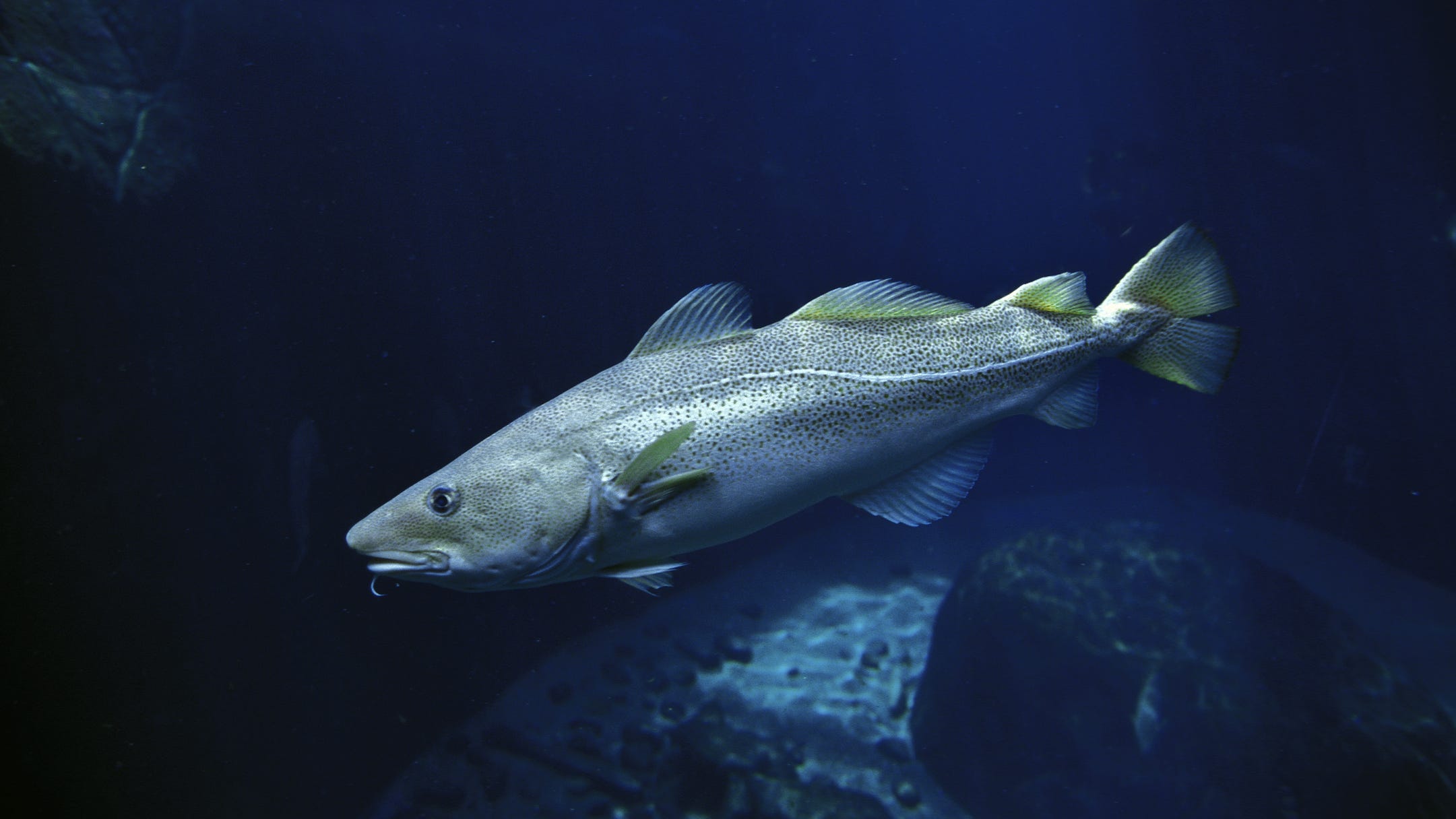Where have the cod gone? Codfish in the Gulf of Maine are less abundant