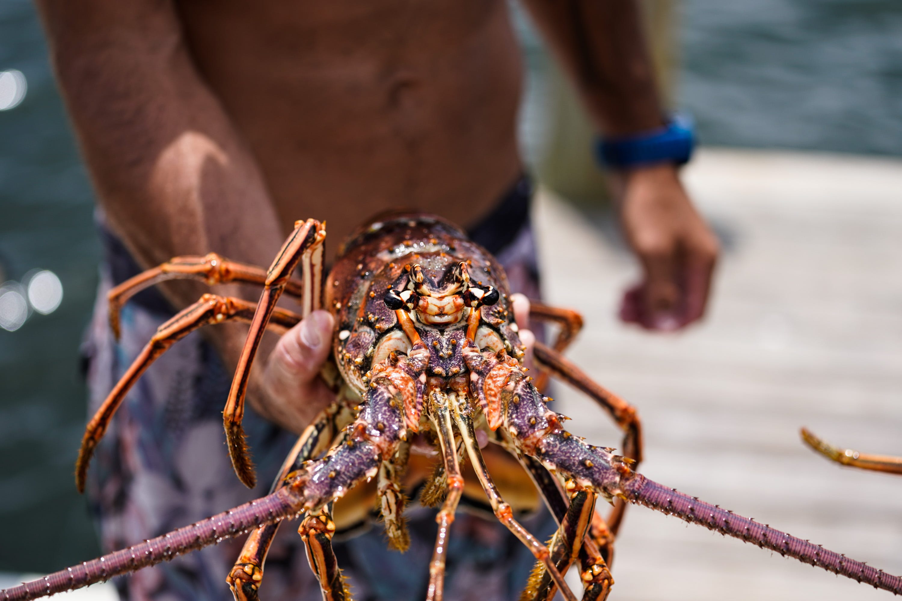 Fwc Lobster Season 2025 Ajay Lorrie