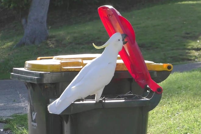 In this 2019 photo provided by researcher Barbara Klump, a sulphur-crested cockatoo opens the lid of a trash can in Sydney, Australia. At the beginning of 2018, researchers received reports from a survey of residents that birds in three Sydney suburbs had mastered the novel foraging technique. By the end of 2019, birds were lifting bins in 44 suburbs.