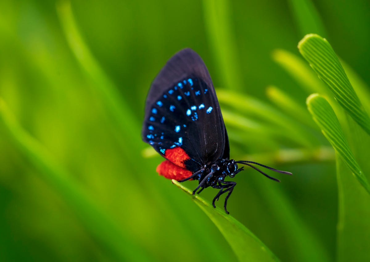 Considered extinct, this butterfly may be in in your Florida yard now