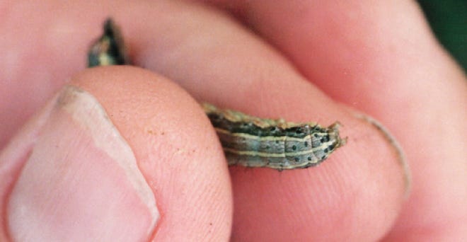 At their most dangerous and harmful levels, you can identify large, harvested worm caterpillars with special symptoms.