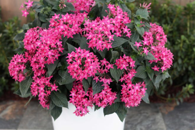 Sunstar pentas boast extremely large bunches of flowers that are nearly the size of a hydrangea flower.