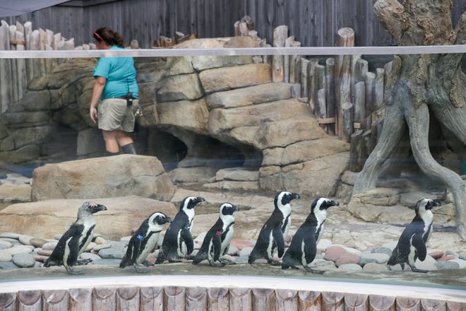 The seven penguins explore their enclosure at the Columbian Park Zoo, Thursday, July 29, 2021 in Lafayette. The seven penguins arrived Wednesday evening and are now on display in the zoo.