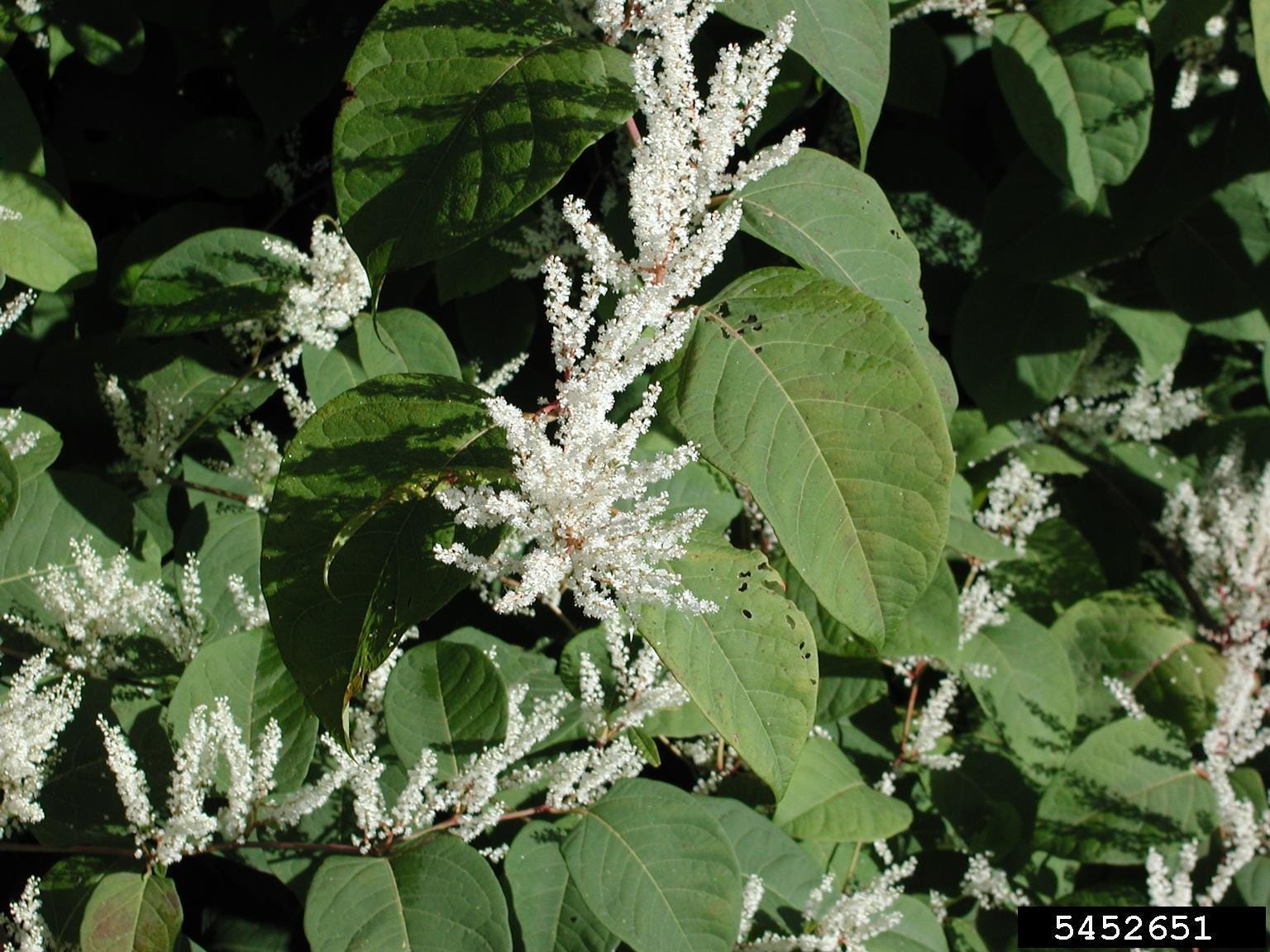Wisconsin residents should look out for these invasive