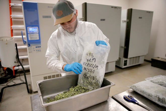 Casey Tidwell places frozen marijuana in a tub inside 1440 Processing in Choctaw, Okla., Tuesday, July 27, 2021.