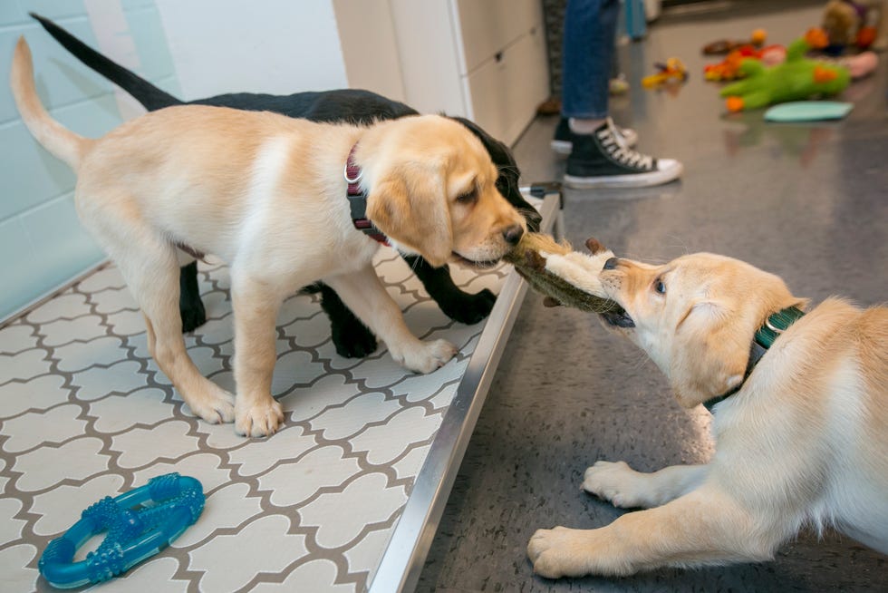Puppies on the first day of Duke Puppy Kindergarten on Feb. 17, 2020, at Duke University in Durham, N.C.