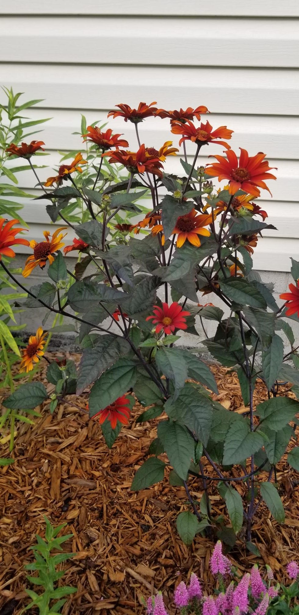 Gardening Heliopsis false sunflowers' vibrant colors lure poliinators