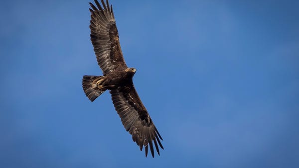 An adult golden eagle circles overhead as Hawkwatc