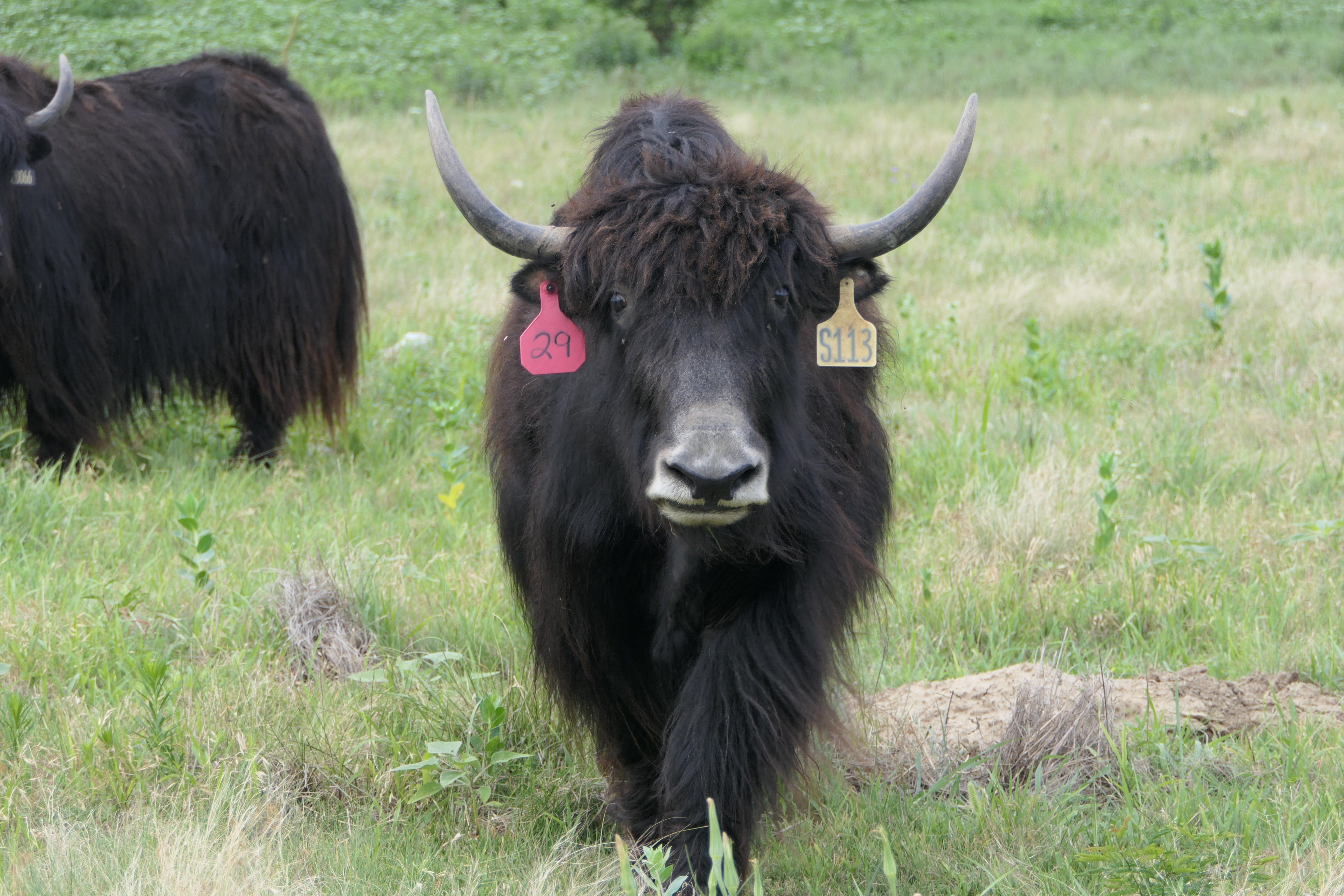 Kansas ranch is home to largest yak meat herd in U.S.
