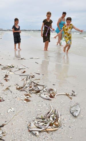 A family visiting Sarasota from Pennsylvania steps around dead fish as they walk in the surf just west of Siesta Public Beach. Medium to high levels of red tide have been measured along the area's beaches this week in Sarasota and Manatee Counties.