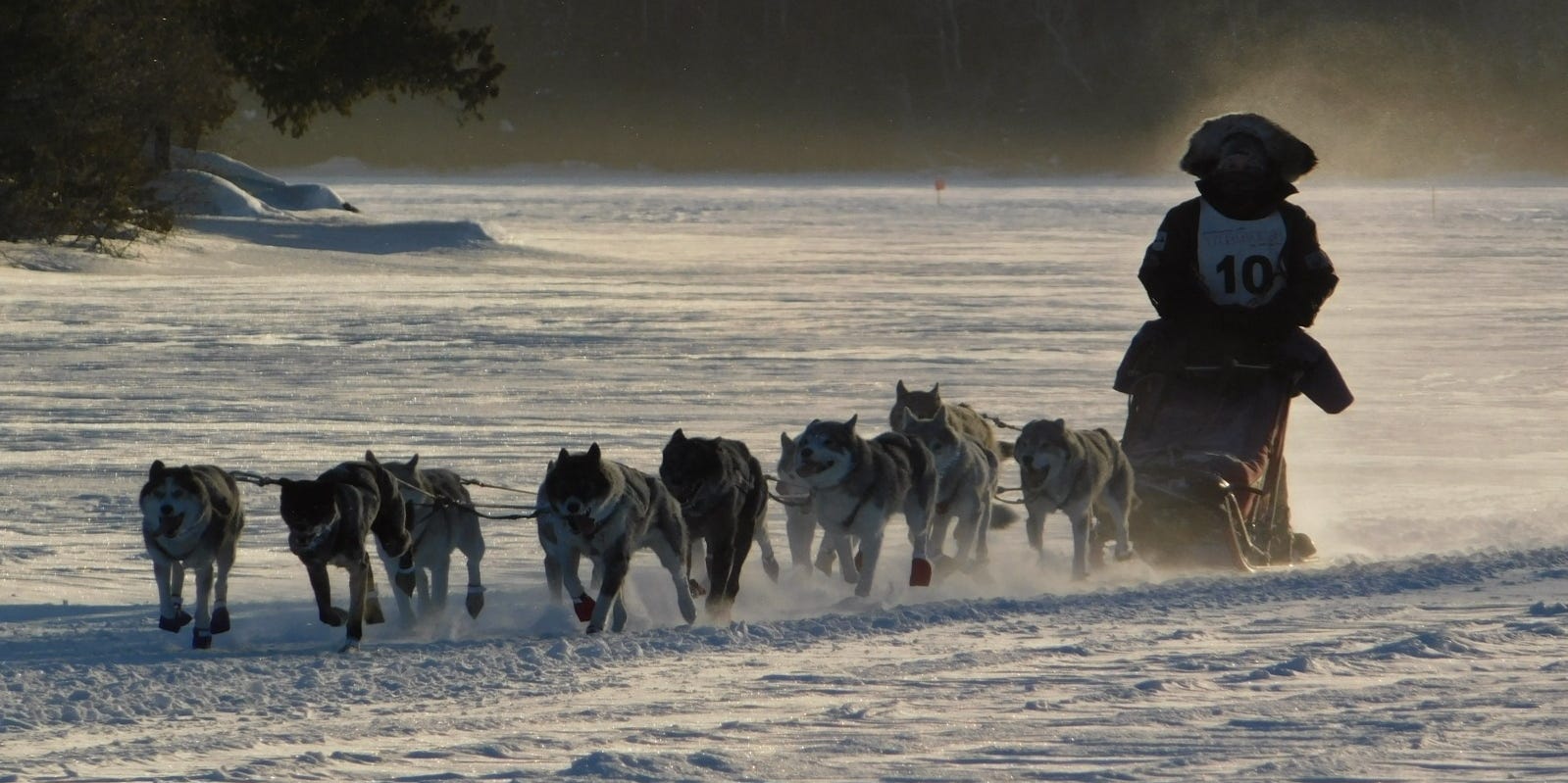 Iditarod 2022 Jaye Foucher Waltham Ma Native To Compete Iditarod 2022 Schedule