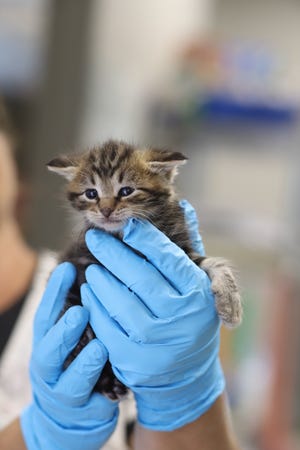 Fond du Lac Humane Society recently took in 22 cats and kittens from a hoarding situation in St. Cloud. Many of the cats need medical care.