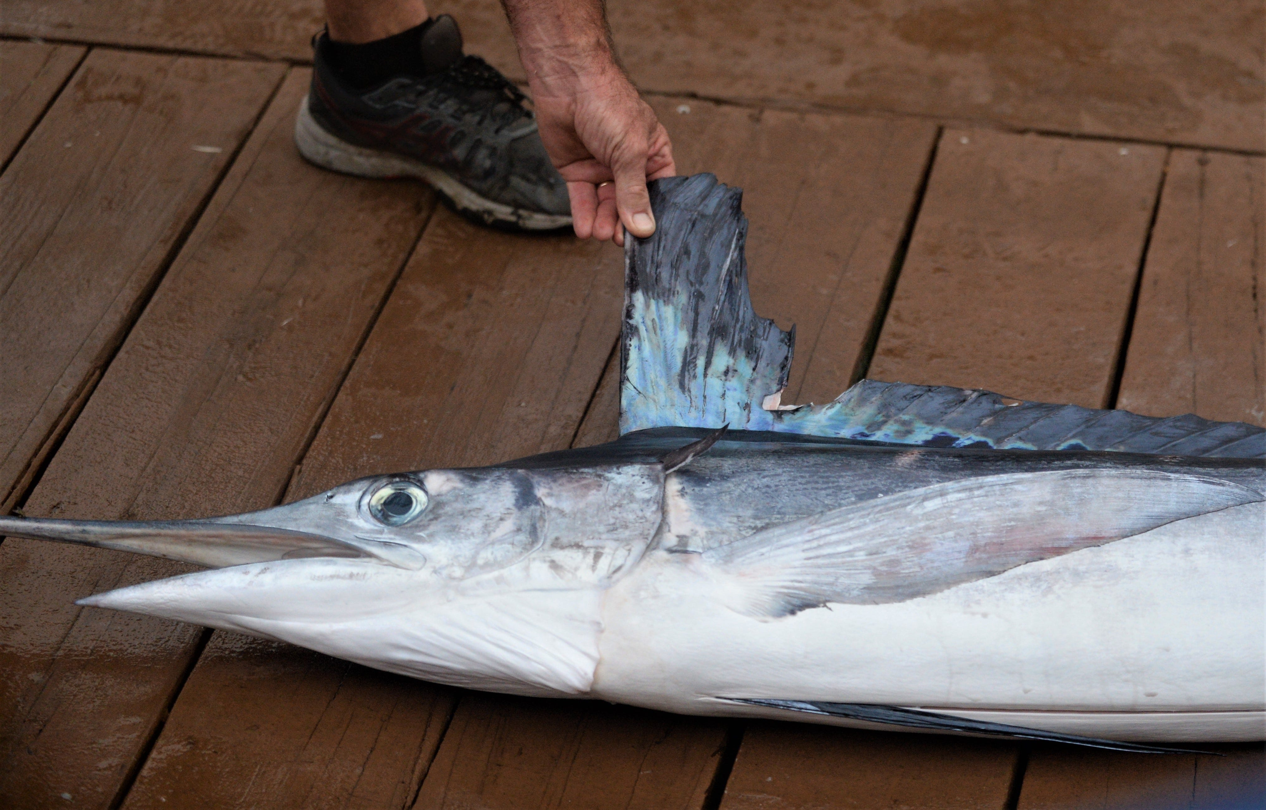 White Marlin Open 2021: Tuna, mahi, wahoo headline day 2 of tournament