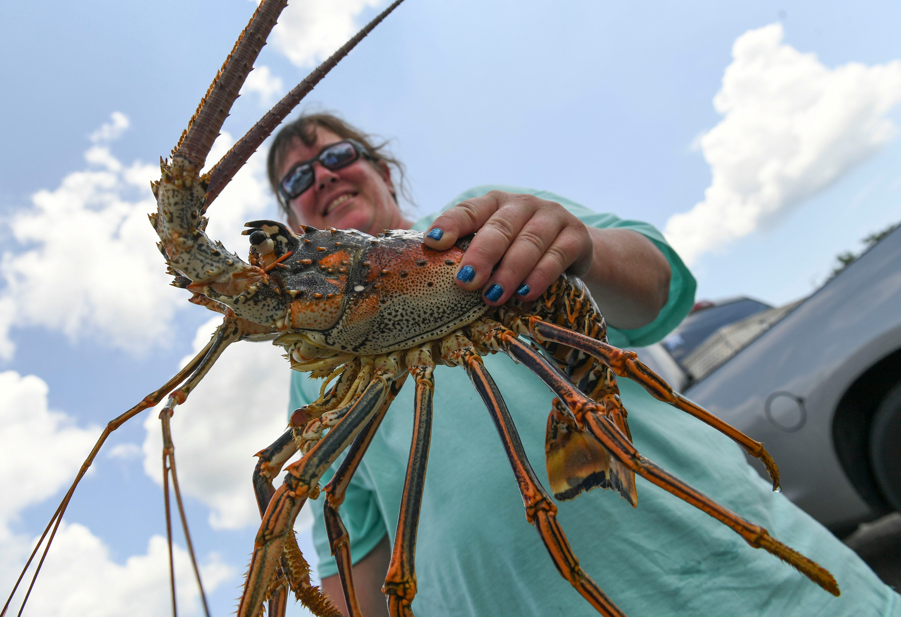 Florida lobster season 2022 What to know and how to stay safe