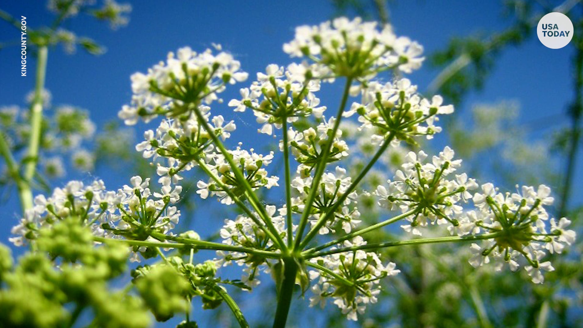 Poison Hemlock In Ohio Where It Is And How To Spot It Poison Hemlock In Ohio Where It Is And How To Spot It