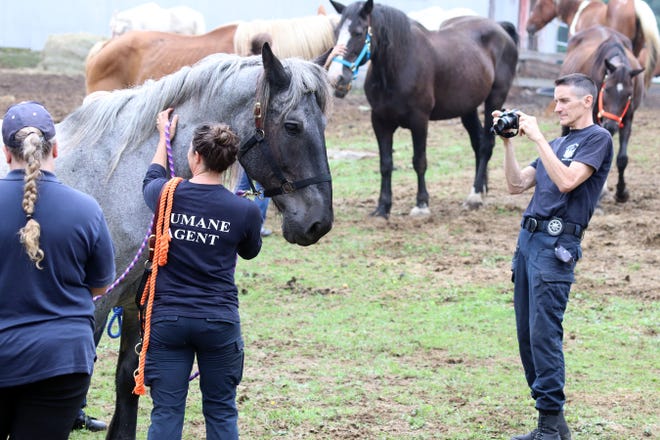 Shelter caring for 20 horses, other animals