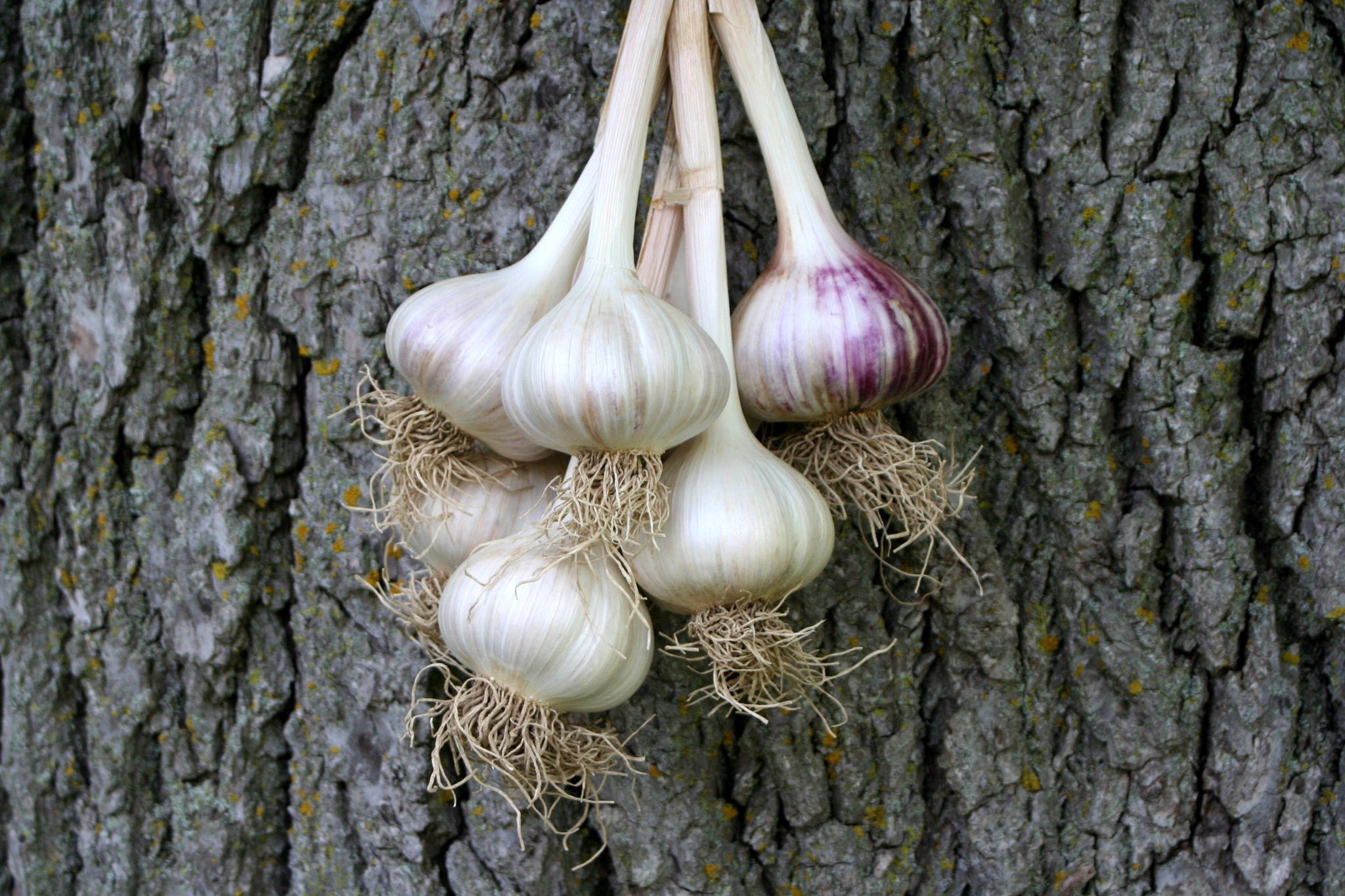 Wisconsingrown fresh garlic is finding way to seasonal sales