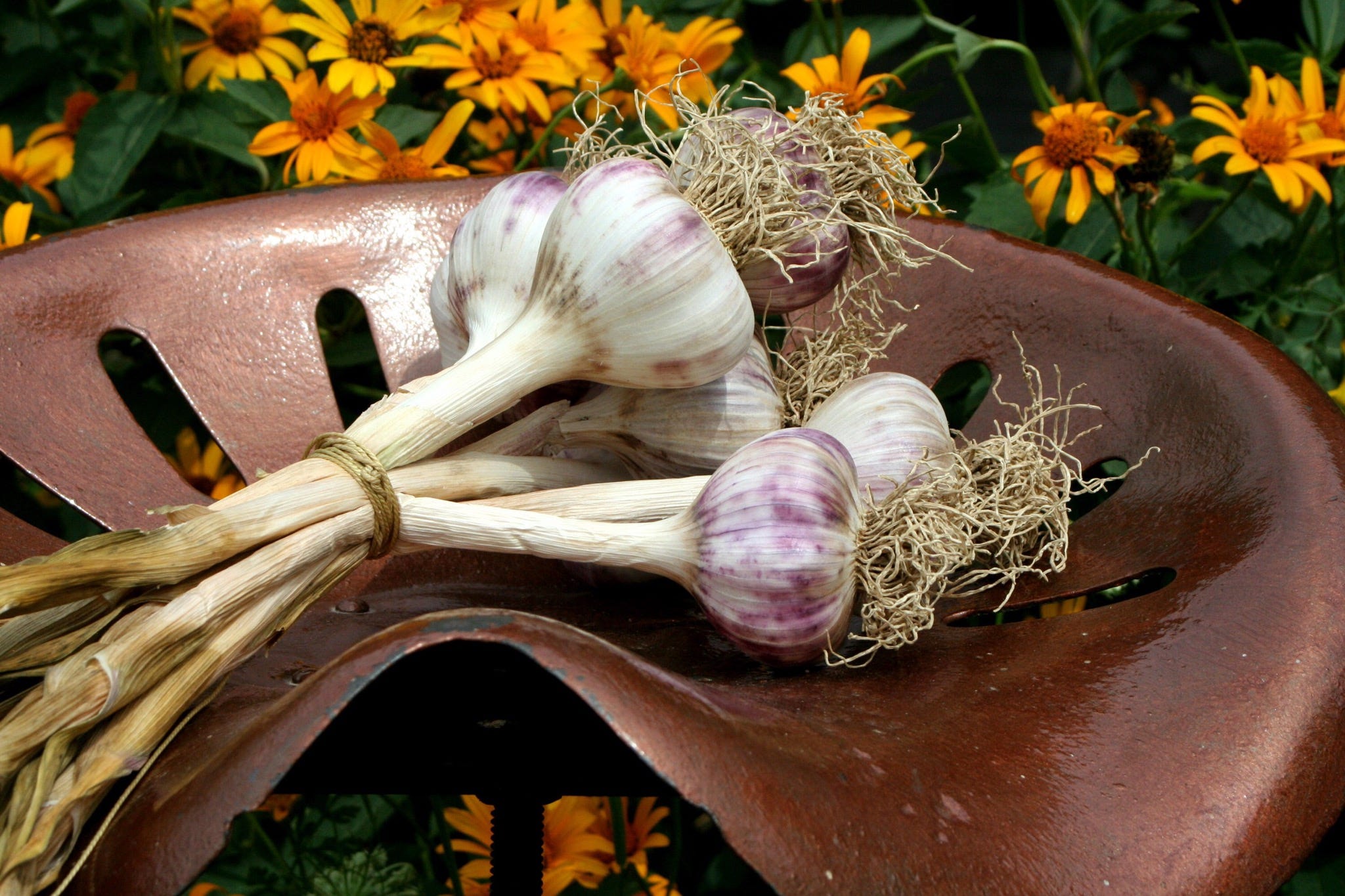 A guide to 18 varieties of garlic grown in Wisconsin