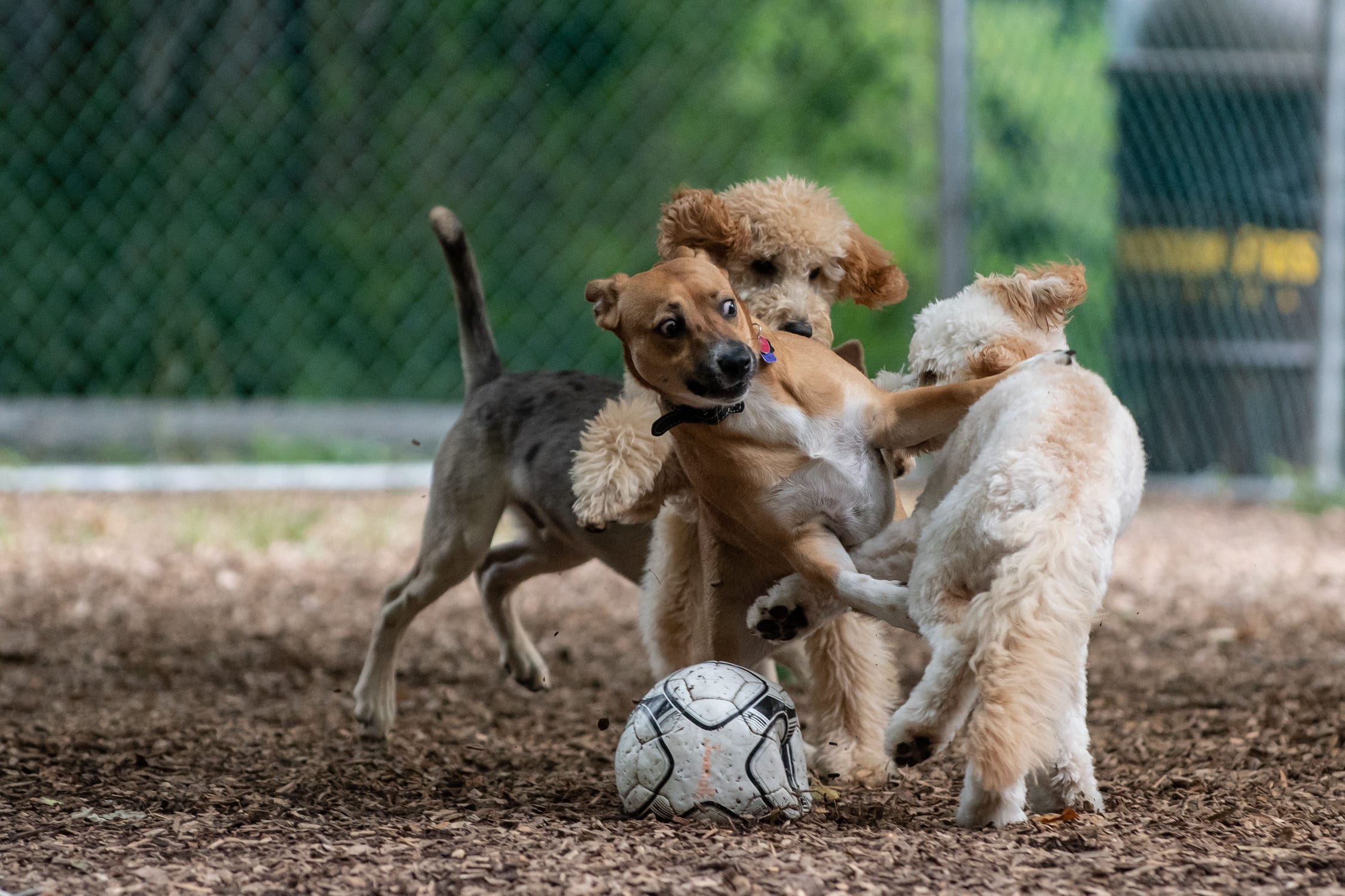 Dogs parks Bucks County and Montgomery County Check out these near you