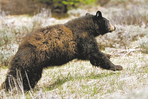 In this 2008 file photo, a black bear is released into the wild by the Nevada Department of Wildlife. The bear pictured in this photo is not Hank the Tank.