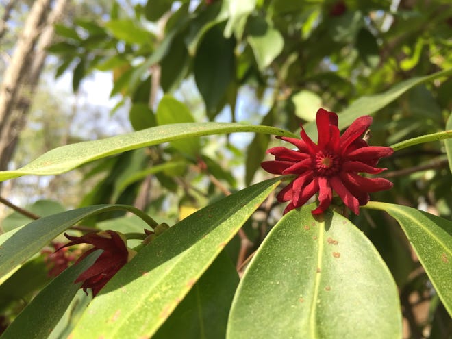 Florida anise, ideal for shady gardens, is an evergreen shrub sporting showy maroon flowers every spring.