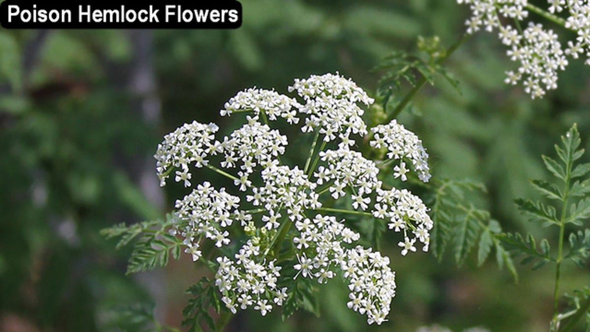 Now In Ohio Poison Hemlock Can Be Deadly And Difficult To Control Now In Ohio Poison Hemlock Can Be Deadly And Difficult To Control