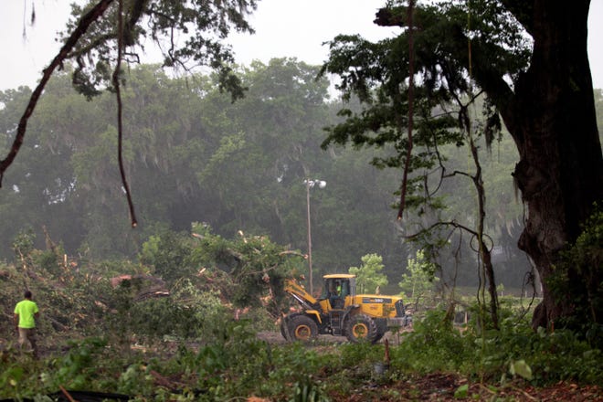 Workers clear trees to make way for development.