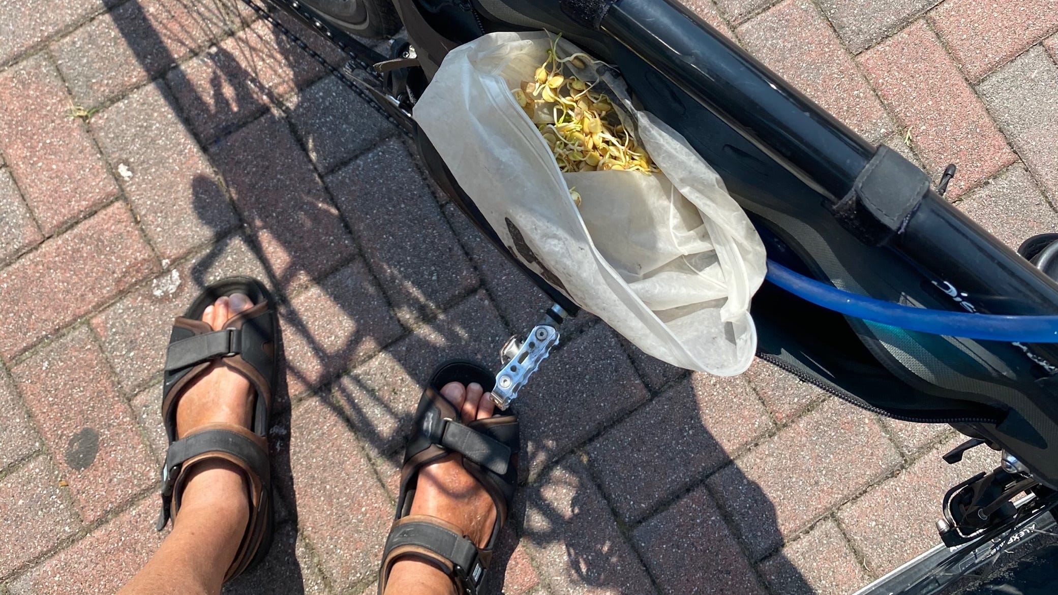 Some of the lentil sprouts Paul Webb grew in his phone pouch for his ride across the United States on a bicycle.