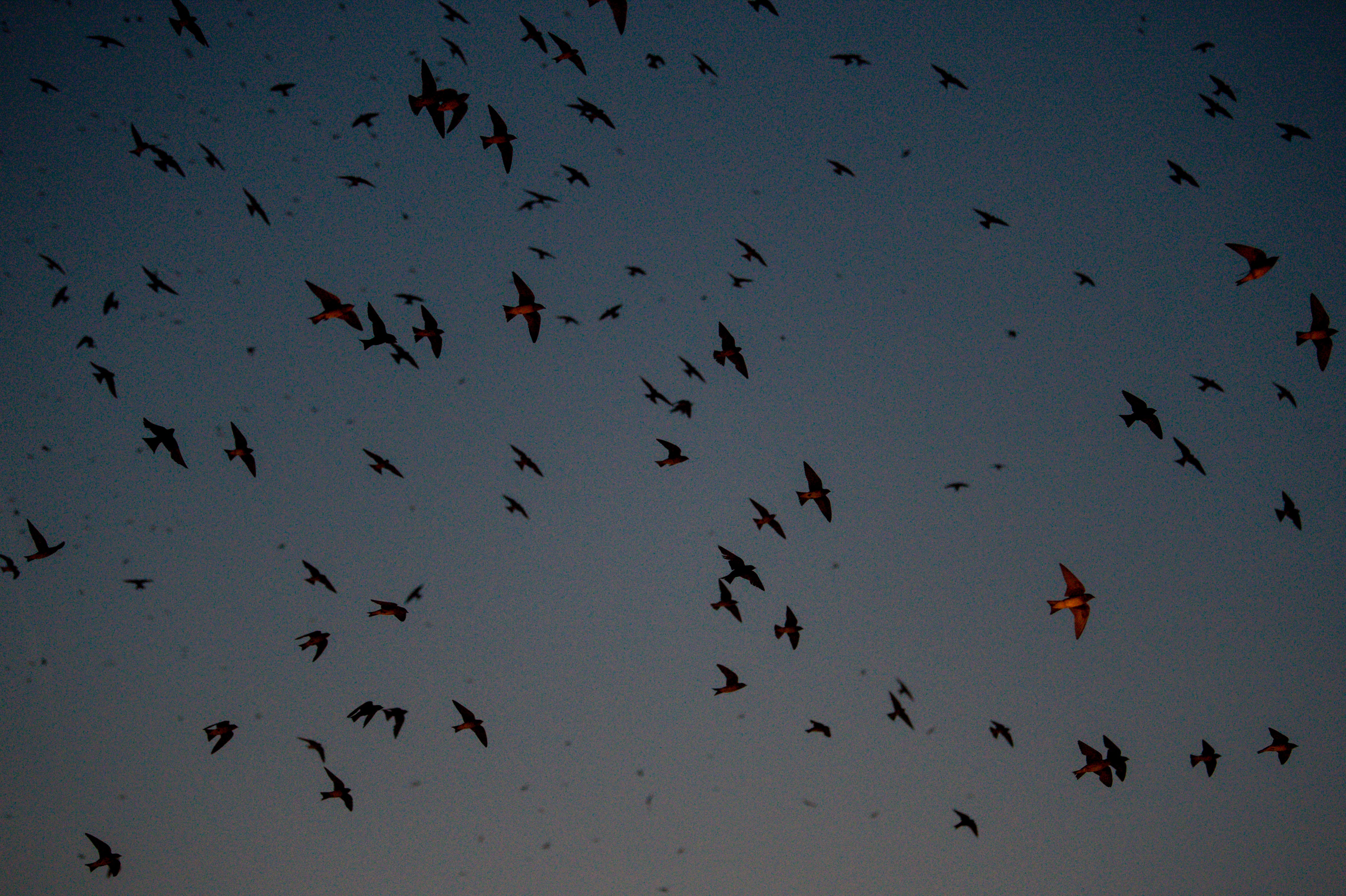 Tens of thousands of purple martins fly over downtown while roosting at the Schermerhorn Symphony Center in Nashville, Tenn., on Thursday, Aug. 5, 2021.