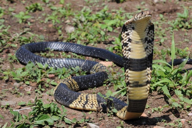 An example of what the West African banded cobra on the loose looks like.