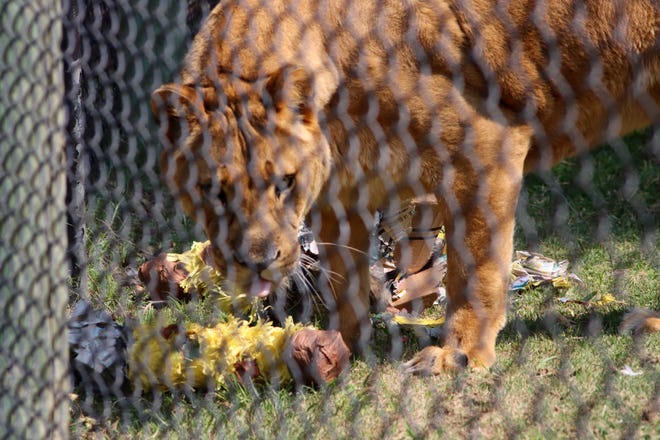 Sarai, one of the African lionesses, checks a pinata for more treats during the International Cat Day celebration at the Amarillo Zoo Sunday.